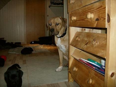 Blanding af racer Kato (R.I.P.) billede 6