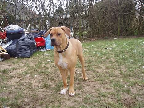 Blanding af racer Kato (R.I.P.) billede 7