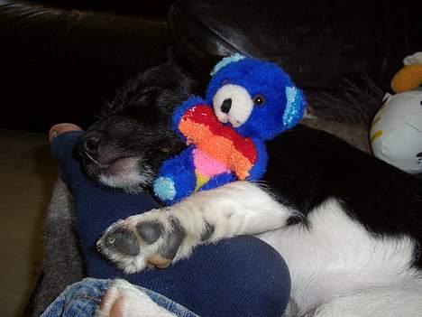 Jack russell terrier Freja - uhh jahh.. det er altid godt med en lille midags-søvn.. billede 8