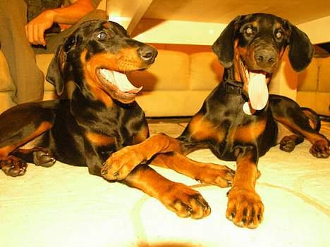 Dobermann Black BallerinaBelladonna - Diva med sin bror Tsavo, fjollehoveder! billede 10