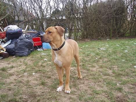 Blanding af racer Kato (R.I.P.) billede 8