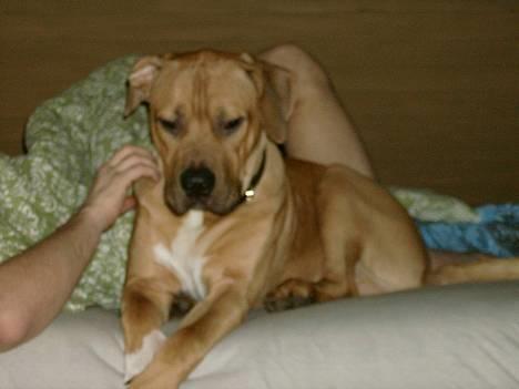 Blanding af racer Kato (R.I.P.) billede 9