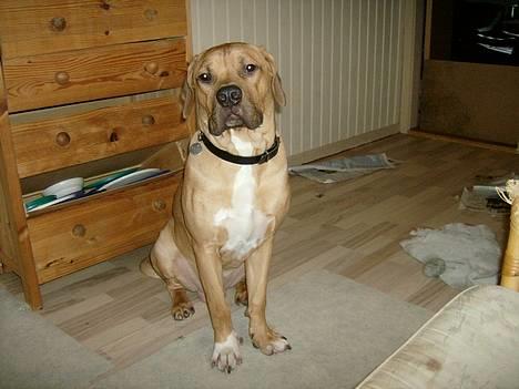 Blanding af racer Kato (R.I.P.) billede 10