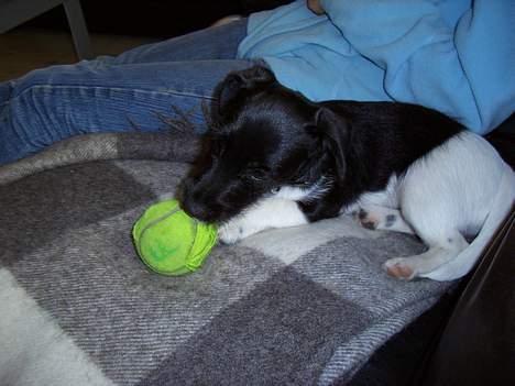 Jack russell terrier Freja - mm kan ikke få bolde ind imunden... har sikkert for lille mund. billede 9