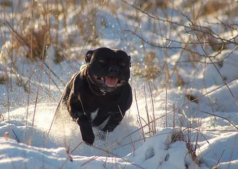 Staffordshire bull terrier Deestaff Adina billede 11