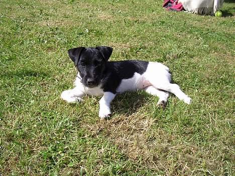 Jack russell terrier Freja - ahh.. det er  sku` dejligt at lige her og "slikke" sol billede 10