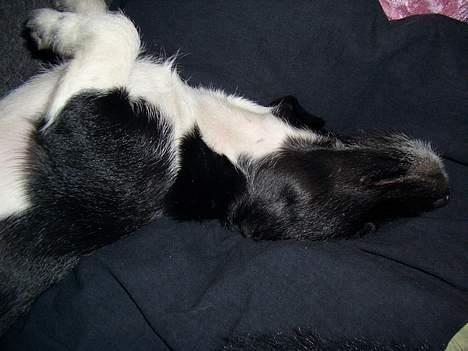 Jack russell terrier Freja - mmm...  men på den anden side, man ku` blive liggende,, billede 11