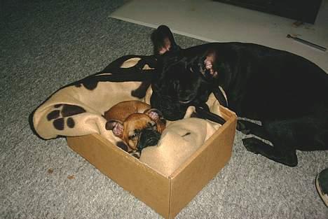 Blanding af racer Pippi billede 2