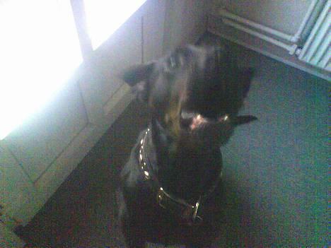 Blanding af racer Bølle - Krat Luskeren :) - uha så stor og faaaaarlig .. hehe billede 13