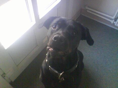 Blanding af racer Bølle - Krat Luskeren :) - a hvad siger du?  billede 14