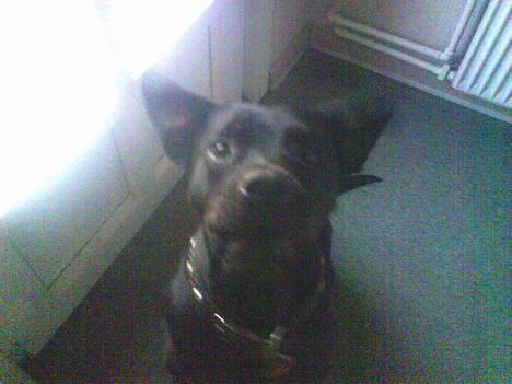 Blanding af racer Bølle - Krat Luskeren :) - jeg kan faktisk flyve med de øre her.. men kun når ingen ser det :) billede 15