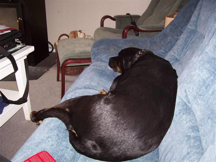 Blanding af racer Bølle - Krat Luskeren :) - hvem sagde: bred mås? :S hihi :p billede 16