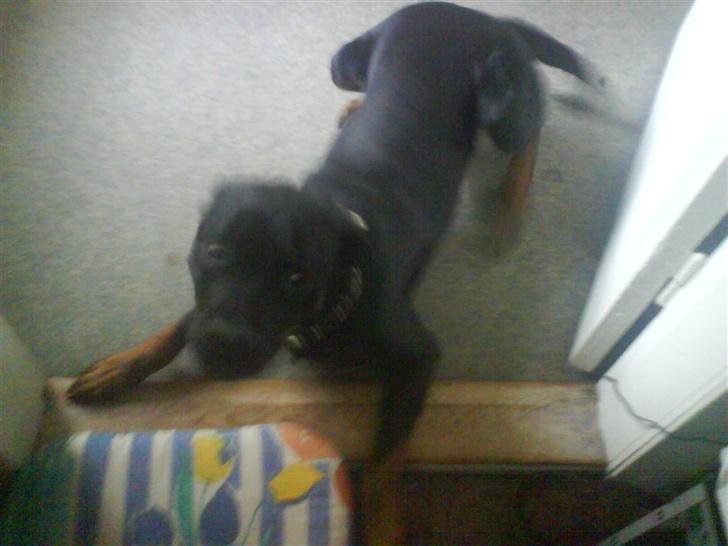 Blanding af racer Bølle - Krat Luskeren :) - KOM! Så skal vi lege.. NU...nu nu nu nu nu  :p billede 17