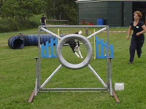 Border collie Pei Pei - Lige i centrum :-) billede 11