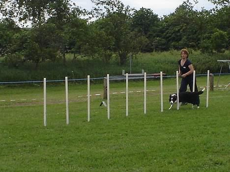 Border collie Pei Pei - Slalom billede 12