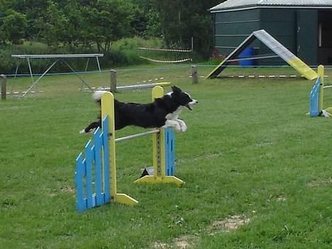 Border collie Pei Pei - I flyvende fart billede 13