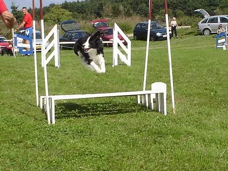 Border collie Windy - Flyyyyyv !!!! billede 11