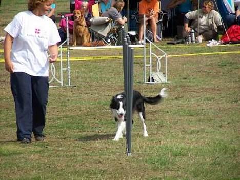 Border collie Windy - Slalom i mageligt tempo billede 12