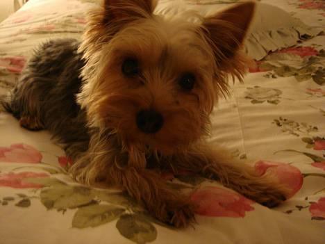 Yorkshire terrier <3 Coco <3 - Coco nov. 2006 billede 1