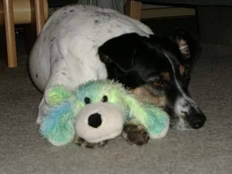 Dansk svensk gaardhund Frida - Hygger med min bamse billede 1