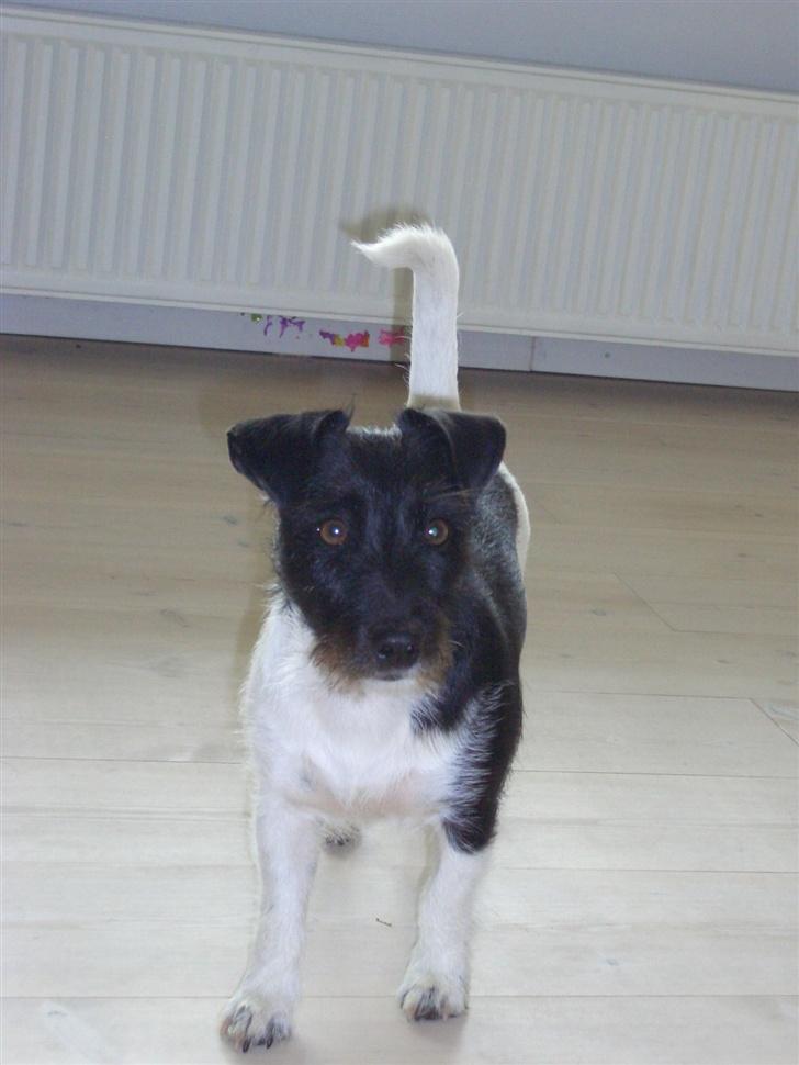 Jack russell terrier Freja - her er hun faktisk liige ved at gå ind i kamaraet ..hehe billede 12