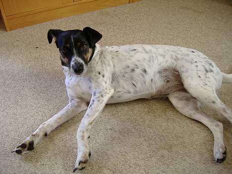 Dansk svensk gaardhund Frida - En slapper på en varm sommerdag billede 2