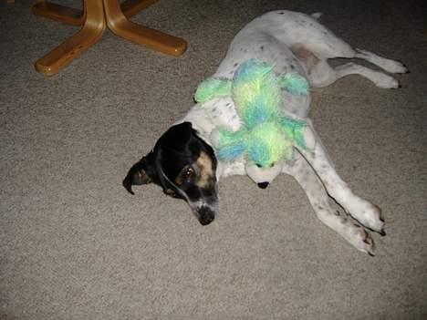 Dansk svensk gaardhund Frida - Bamse og mig sover billede 3