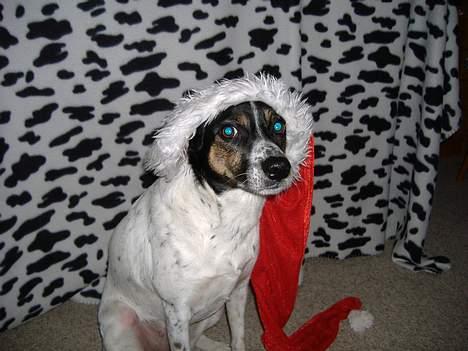 Dansk svensk gaardhund Frida - En rigtig julehund billede 4