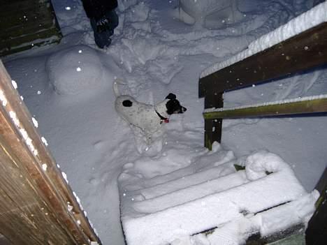Dansk svensk gaardhund Frida - Leger i sneen, det er så sjovt billede 5