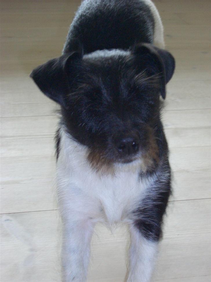 Jack russell terrier Freja - uhh det er vist godt lige at få strækket sig efter en laaaang midagsvil billede 14