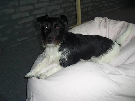 Jack russell terrier Freja - holder øje,, billede 15