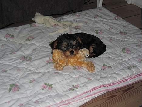 Yorkshire terrier <3 Coco <3 - Coco 3 mdr. billede 3