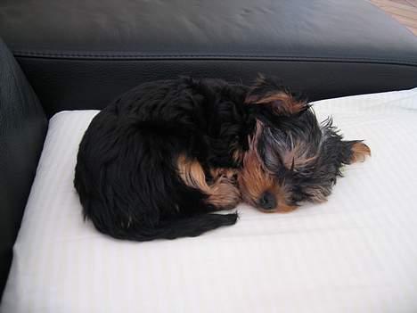 Yorkshire terrier <3 Coco <3 billede 4