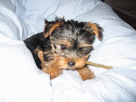 Yorkshire terrier <3 Coco <3 - Coco ca. 3 mdr. billede 5