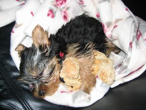 Yorkshire terrier <3 Coco <3 - Coco ca. 4 mdr billede 6