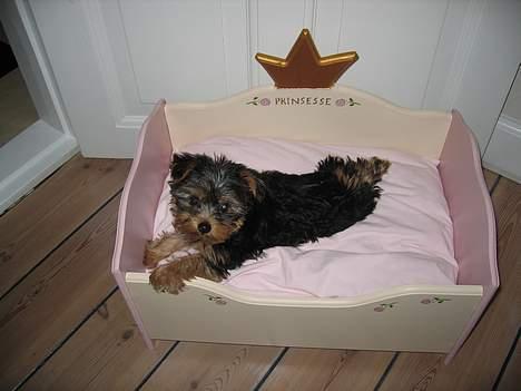 Yorkshire terrier <3 Coco <3 billede 7