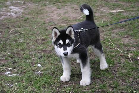 Alaskan malamute Maluq    R.I.P  august 2011 - se nu går jeg igen tur med min mor billede 1