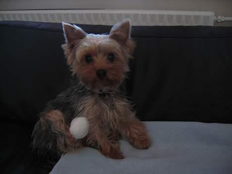 Yorkshire terrier <3 Coco <3 - Coco har slået foden og fået forbinding på billede 9