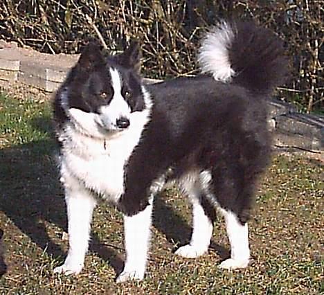 Karelsk bjørnehund Fellow (død 11 dec 2009) billede 11