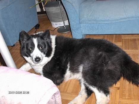 Karelsk bjørnehund Fellow (død 11 dec 2009) billede 12