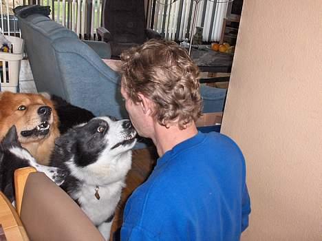 Karelsk bjørnehund Fellow (død 11 dec 2009) - hæ hæ, de kysser altså ikke,  træner "tillids" øvelse med far billede 13