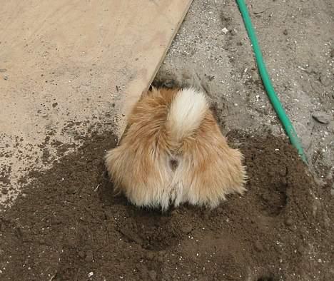 Norwich terrier Don Caspar - Så er mussejagten gået ind ! billede 7