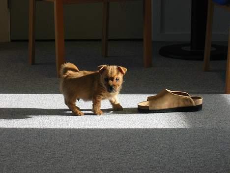 Norwich terrier Don Caspar - Stor sko....ingen hindring, den nupper jeg ! billede 8