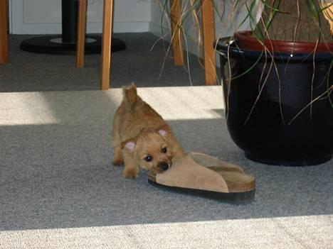 Norwich terrier Don Caspar - Det går jo nemt ! billede 9