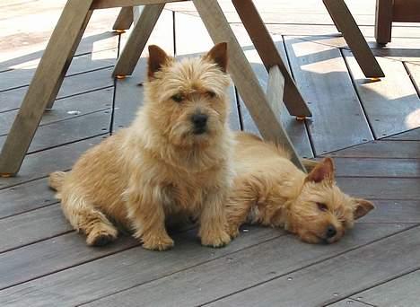 Norwich terrier Don Caspar - Caspar i skyggen med lillesøster Mille. billede 10