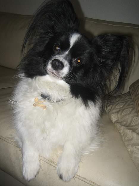 Papillon Balou - Ska vi på gaden?! billede 9