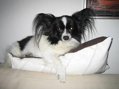 Papillon Balou - Kan man nu ikke sove i fred mere? billede 10