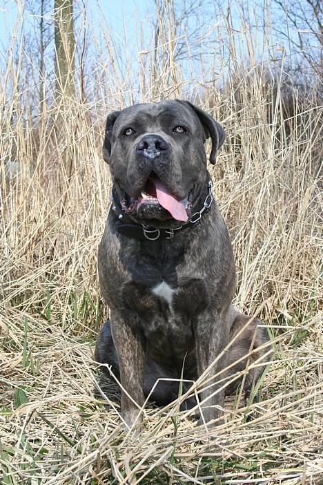 Cane corso Apollo R.I.P - Nyder det gode vejr billede 15