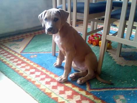 Blanding af racer Malou - Hva glor i på?? billede 3