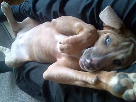 Blanding af racer Malou - Kom bare an... Jeg kan også bokse billede 4